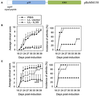 Delivery of IL-35 by Lactococcus lactis Ameliorates Collagen-Induced Arthritis in Mice